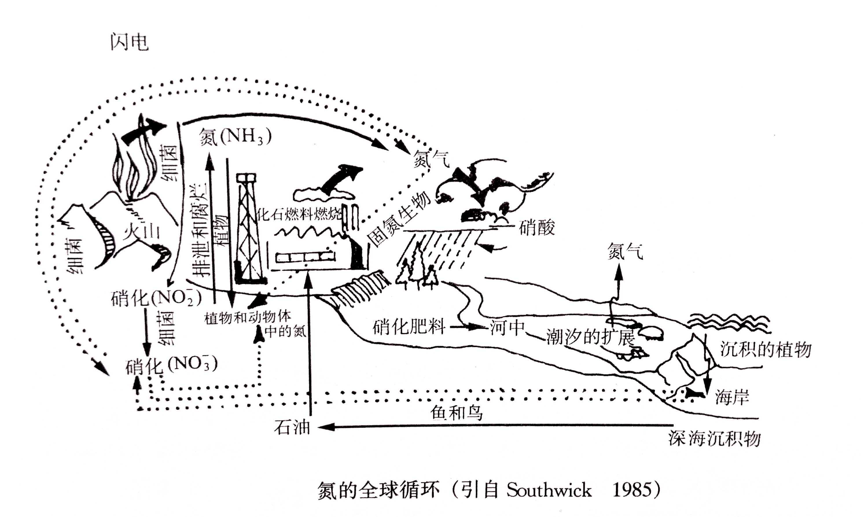 生態(tài)系統的物質(zhì)循環(huán)——氮、磷、硫循環(huán)